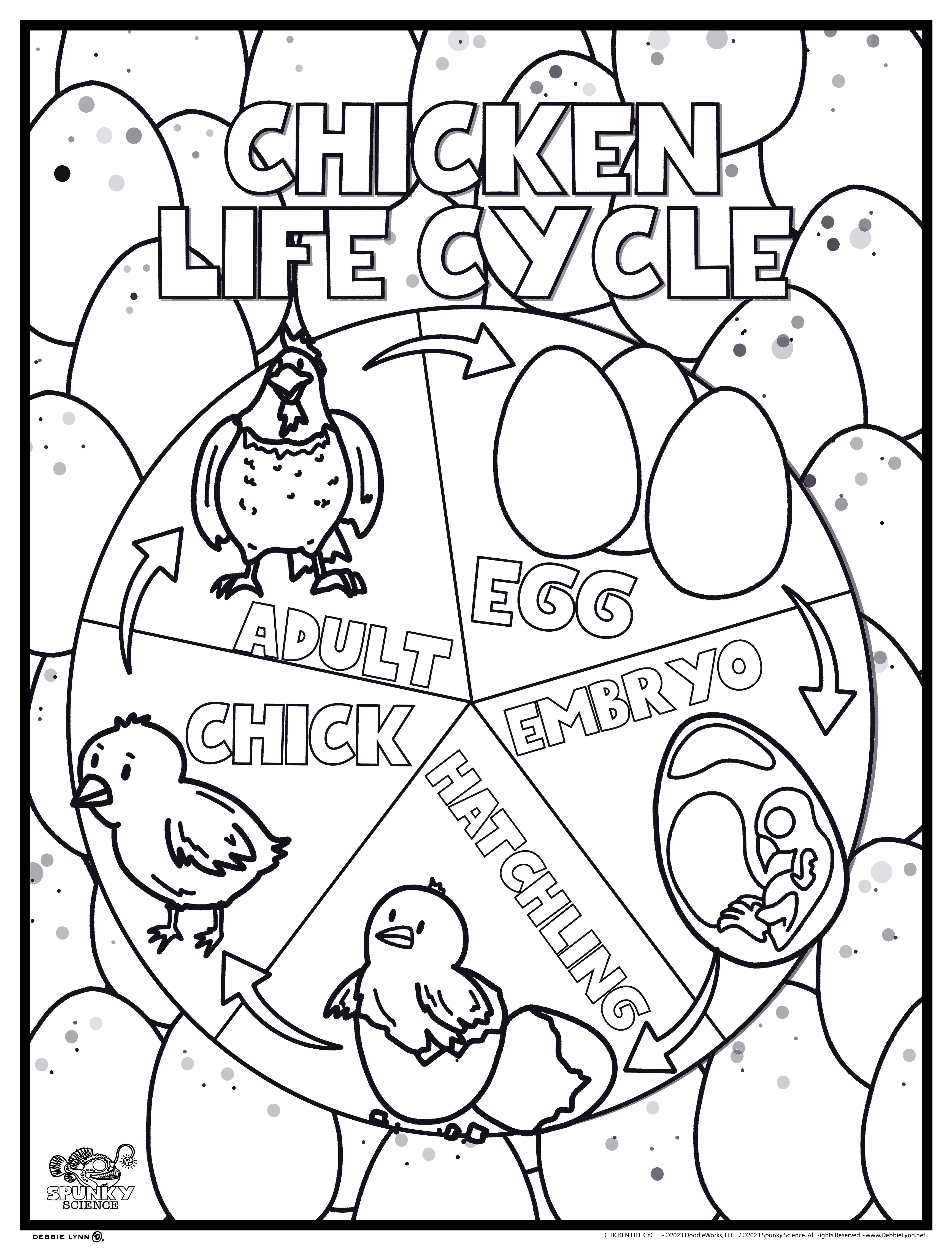 Life Cycle Of A Chicken Coloring Page life-cycle-of-a-chicken-coloring-page