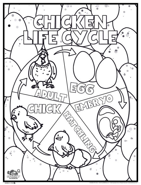 Chicken Life Cycle Spunky Science Personalized Giant Coloring Poster 46"x60"