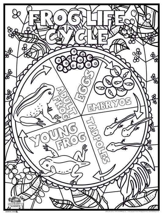 Frog Life Cycle Spunky Science Personalized Giant Coloring Poster 46"x60"