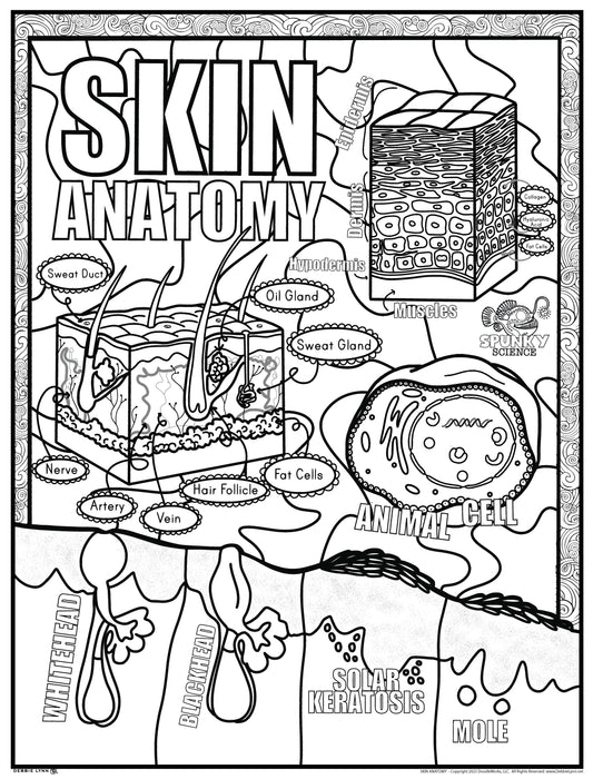 Skin Anatomy Spunky Science Personalized Giant Coloring Poster  46"x60"
